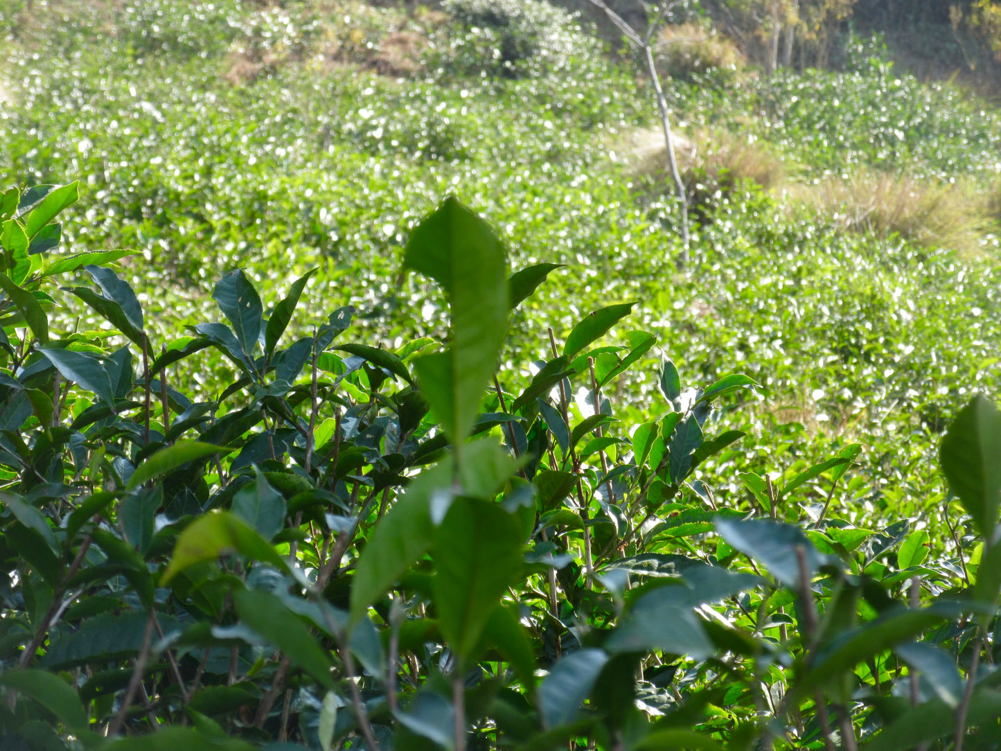 Darjeeling Singell Estate Second Flush FTGFOP1 Organic 75g